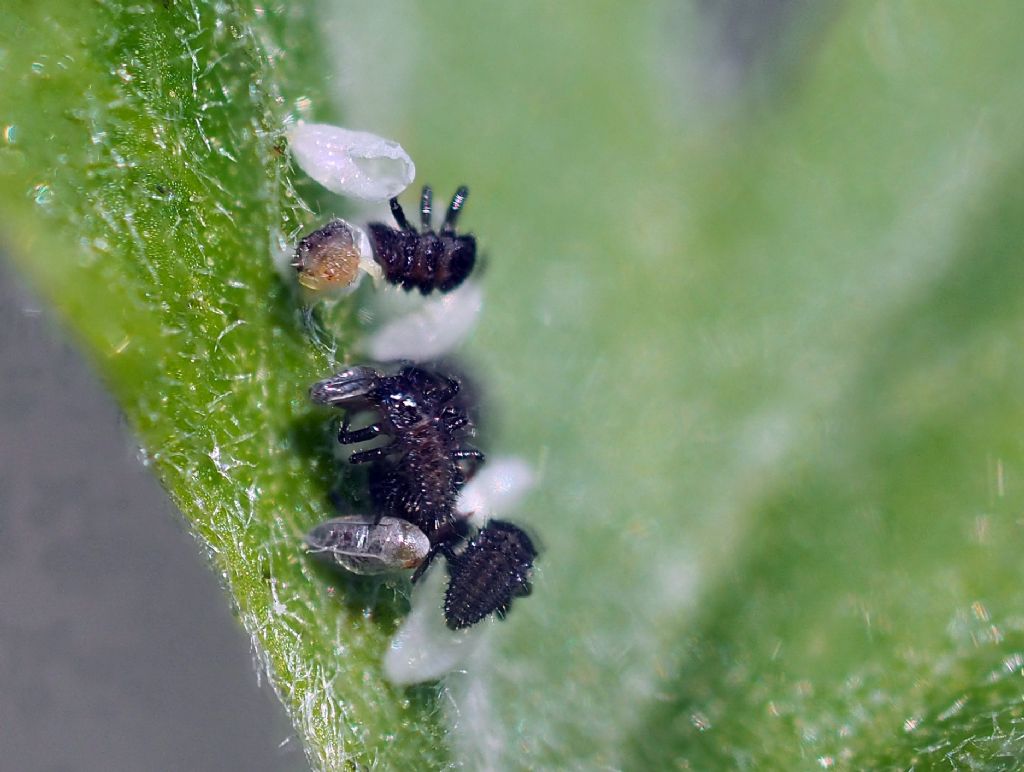 Uova di coccinella Hippodamia variegata